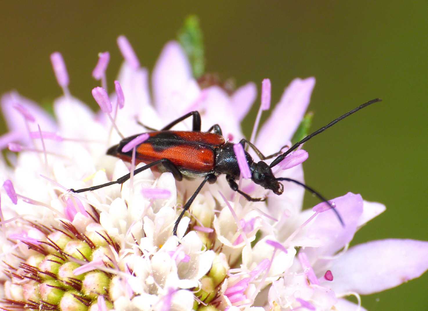 Stenurella bifasciata